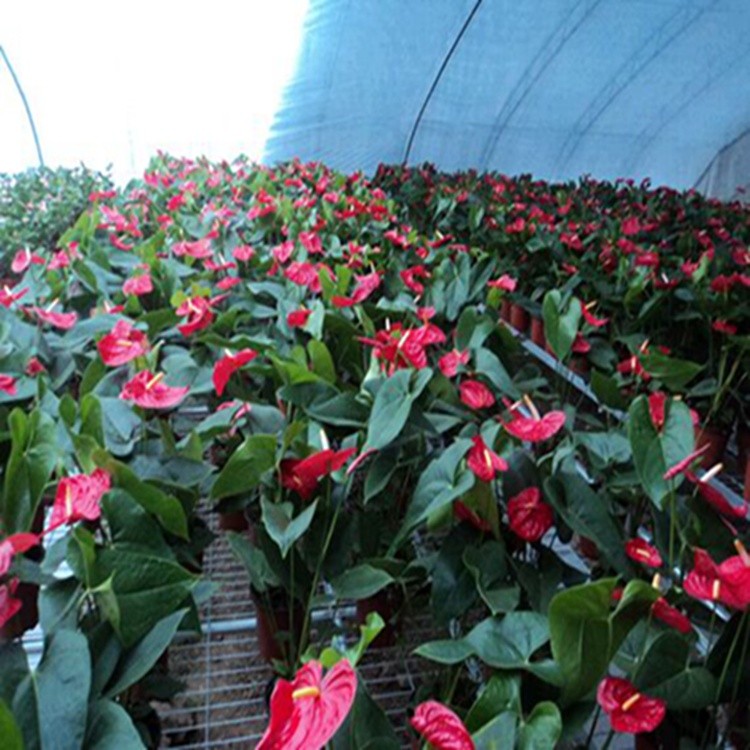 綠化花卉與豆類種植 昆明湯池杜文亞花卉種植園的多樣經營