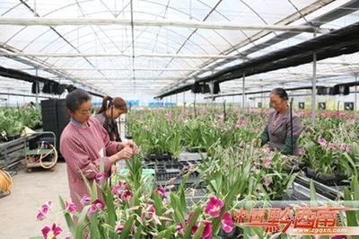 山野靈草遍地生金 —— 黔西南州中藥材產(chǎn)業(yè)發(fā)展紀(jì)實